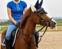 dressage horse Golden Greta (German Riding Pony, 2012, from Golden Rock)