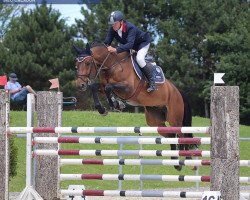 jumper Calador 9 (German Sport Horse, 2011, from Chap 47)