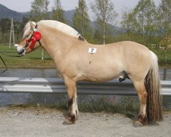 stallion Veslefrikk Roman (Fjord Horse, 2007, from Frederik Skovå)