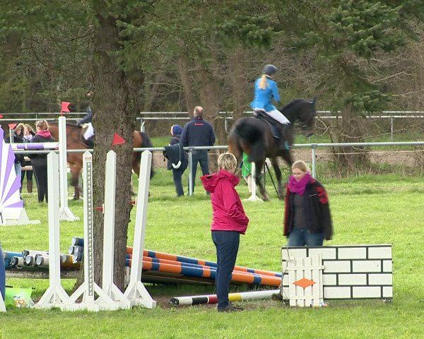 Springturnier Wildeshausen 2016