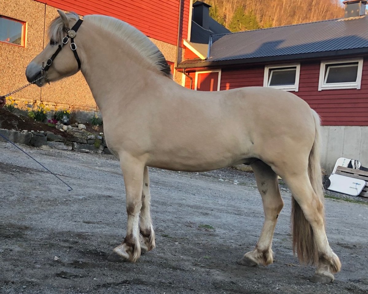 stallion Almas Blink (Fjord Horse, 2017, from Højgaards Nicko)