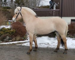 Pferd Storm Kraghede (Fjordpferd, 2017, von Mosegårdens Kejser)