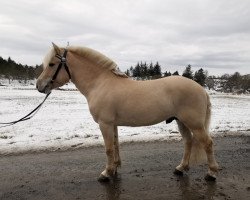 stallion Mosegårdens Omega (Fjord Horse, 2017, from Mosegårdens Kejser)