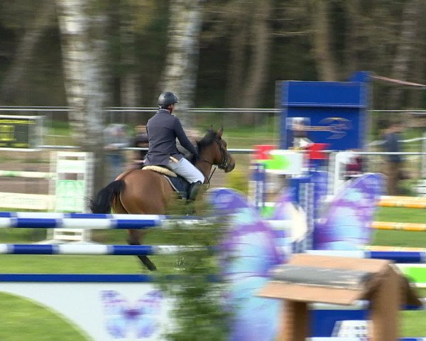 Springturnier Wildeshausen 2016