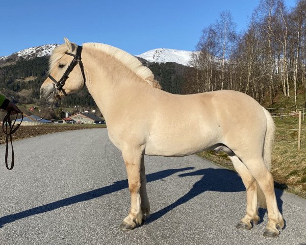 Deckhengst Blåtopps Linus (Fjordpferd, 2017, von Leirdals Odin N-02-2609)