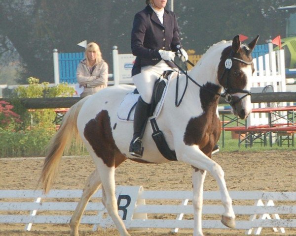 Zuchtstute Southern-Belle (Pinto/Hunter, 2009, von Sashas Double Kayleigh)