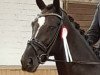 dressage horse D'Jane (Hanoverian, 2013, from Deveraux 3)