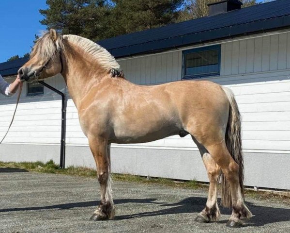 stallion Birkelid Owen (Fjord Horse, 2017, from Lavrans)