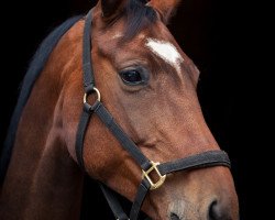 dressage horse Lorali (Westphalian, 2011, from Likant)