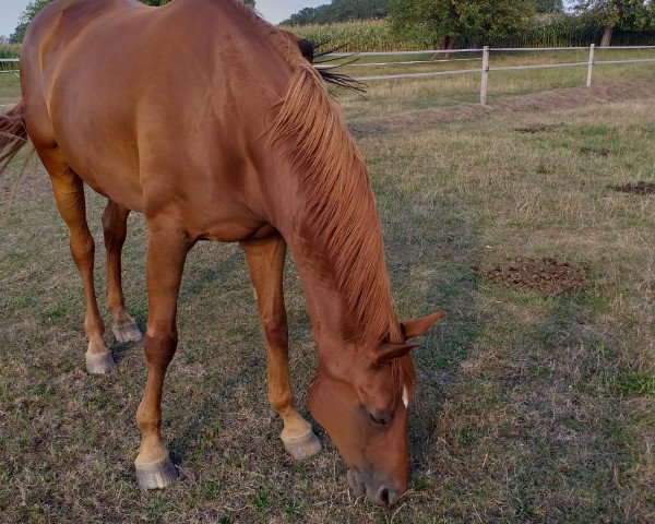 broodmare Annabell (Oldenburg, 2005, from Rubin Royal OLD)
