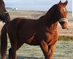 Springpferd All Inclusive (Tschechisches Warmblut,  , von Obora's All Star)