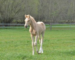 Pferd Amica W (Deutsches Reitpony, 2020, von Albert Einstein)