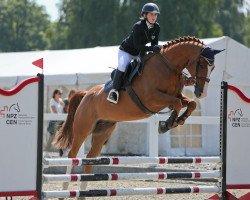 jumper Lexbert (Hanoverian, 2011, from Le Cou Cou)