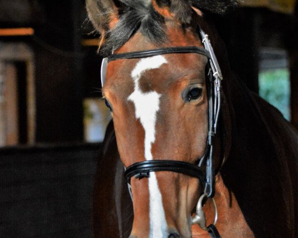 dressage horse Glückskind 196 (Bavarian, 2013, from Genesis)