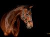 dressage horse Sir Willy 3 (Oldenburg, 2005, from Sagnol)