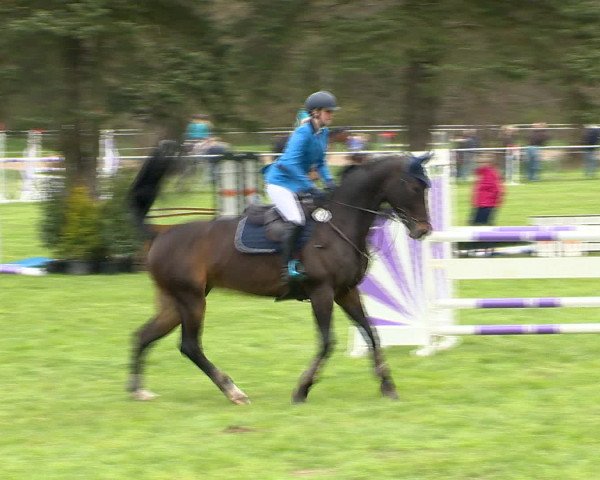 Springturnier Wildeshausen 2016