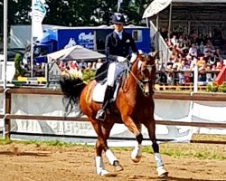 dressage horse Con Averi (Westphalian, 2009, from Captain Fire)