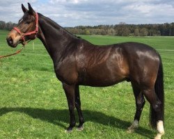 dressage horse Fidelio 303 (Bavarian, 2011, from Florencio I)