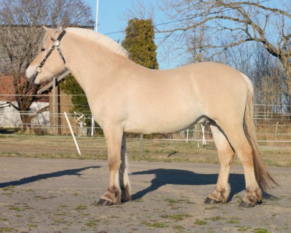 stallion Heggnes Kvikken (Fjord Horse, 2017, from Højgaards Nicko)