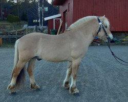 stallion Flatbys Elmann (Fjord Horse, 2017, from Hildmann N.2695)