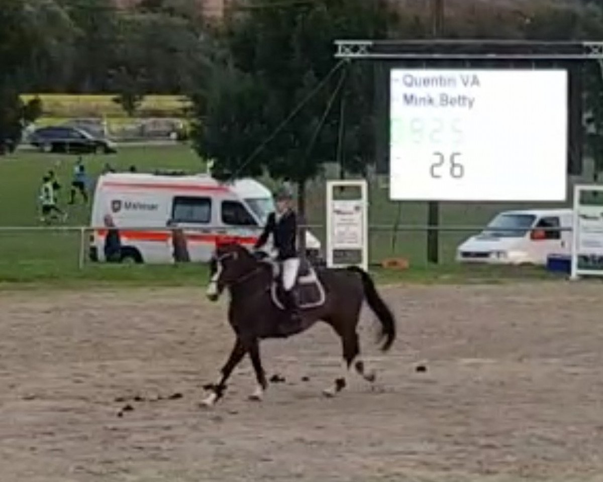 jumper Quentin VA (Holsteiner, 2009, from Quintero)