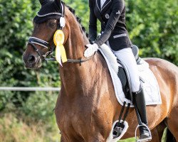 dressage horse Arizona 140 (KWPN (Royal Dutch Sporthorse), 2005, from Sandreo)