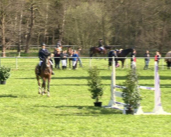 Springturnier Wildeshausen 2016