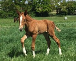 dressage horse Belle Amie (Oldenburg, 2020, from Bon Courage 4)