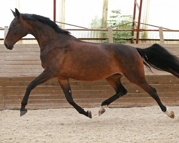 broodmare Dolce Rosaria (Oldenburg, 2013, from Dr. Jackson D)