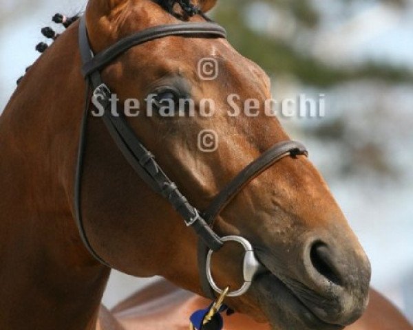 Pferd Sherkahn de La Chatre (Selle Français, 2006, von Flipper d'Elle)