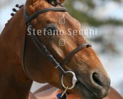 horse Sherkahn de La Chatre (Selle Français, 2006, from Flipper d'Elle)