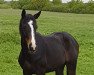 dressage horse Bon Coeur's Summer of Love (Oldenburg, 2019, from Bon Coeur)