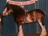 stallion Ima Hollywood Star (Clydesdale, 1981, from Belleau Leading Star)