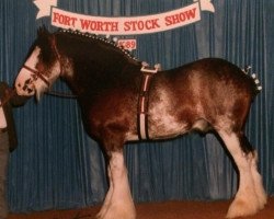 stallion Ima Hollywood Star (Clydesdale, 1981, from Belleau Leading Star)