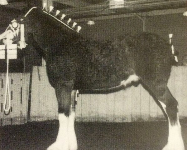 Deckhengst N.D.F. Forest's Jack (Clydesdale, 2001, von Hatfield Hochtaler)