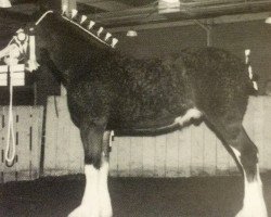 stallion N.D.F. Forest's Jack (Clydesdale, 2001, from Hatfield Hochtaler)