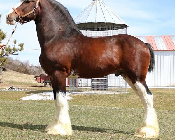 Deckhengst Tablerock's Cracker Jack (Clydesdale, 2008, von N.D.F. Forest's Jack)