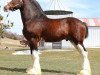 Deckhengst Tablerock's Cracker Jack (Clydesdale, 2008, von N.D.F. Forest's Jack)