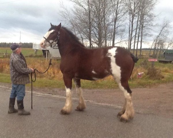 broodmare Bell's Superior Dodie (Clydesdale, 2013, from Tablerock's Cracker Jack)