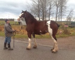 broodmare Bell's Superior Dodie (Clydesdale, 2013, from Tablerock's Cracker Jack)