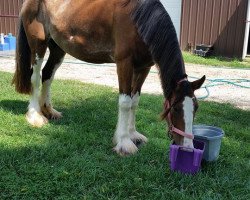 broodmare Belleau W.S. Rihanna (Clydesdale, 2009, from Thistle Ridge Argyll Avery)