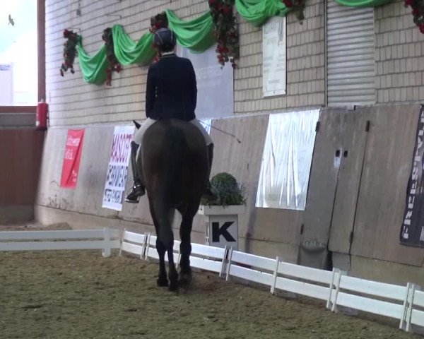 Reitturnier Leverkusen-Rheindorf 2016
