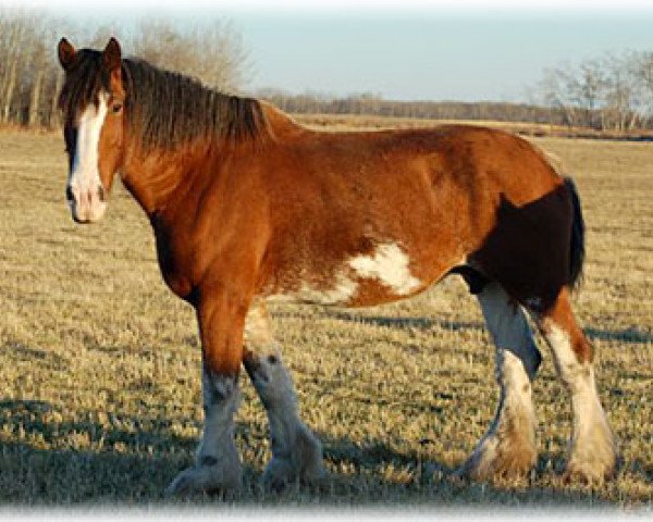 broodmare Belleau W.S. Sylvia (Clydesdale, 1998, from English Tartan Piper)