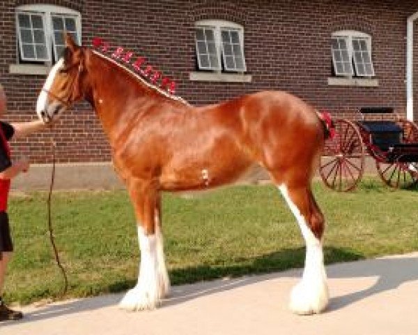 broodmare Belleau W.S. Spice (Clydesdale, 2014, from S B H Phoenix)