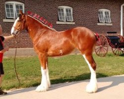 broodmare Belleau W.S. Spice (Clydesdale, 2014, from S B H Phoenix)