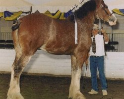 Zuchtstute Belleau W.S. Somewhere Pearl (Clydesdale, 1997, von Doura Western Star)