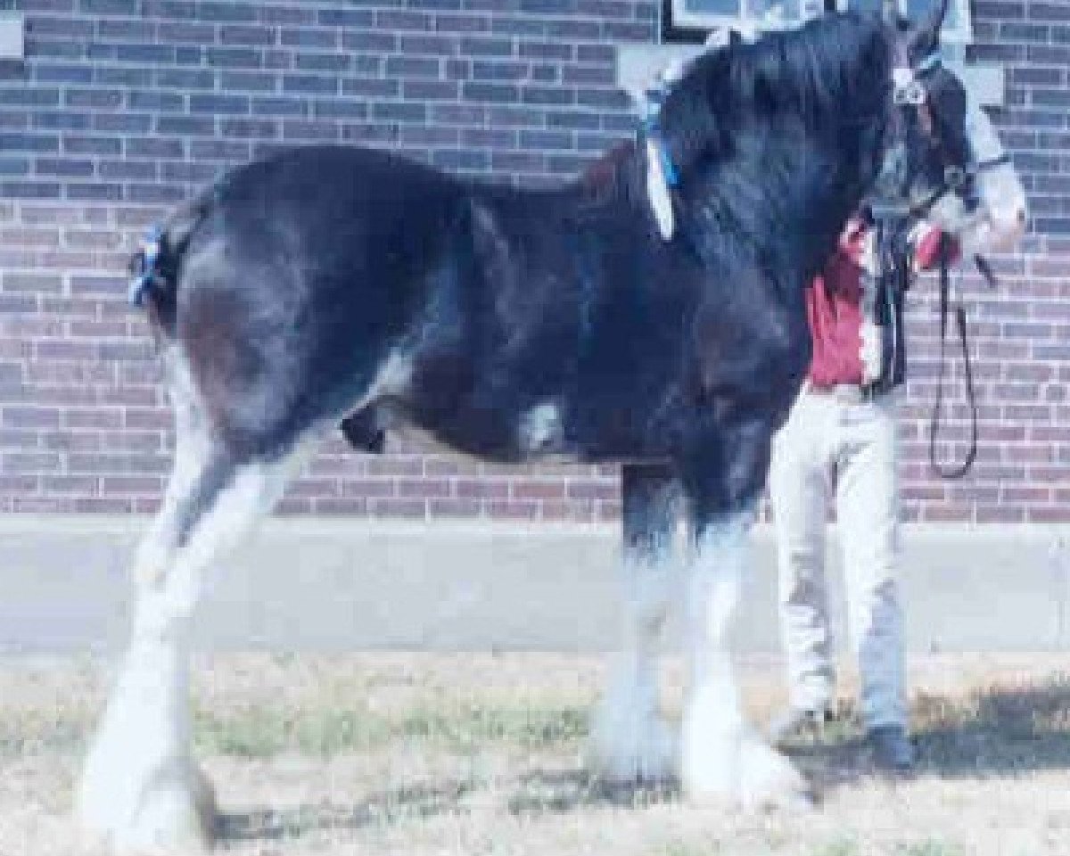 Deckhengst Belleau W.S. Skip Away (Clydesdale, 2001, von English Tartan Piper)