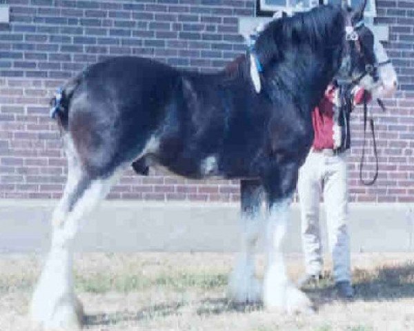 Deckhengst Belleau W.S. Skip Away (Clydesdale, 2001, von English Tartan Piper)