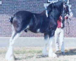 Deckhengst Belleau W.S. Skip Away (Clydesdale, 2001, von English Tartan Piper)