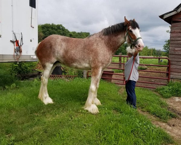 Zuchtstute Belleau W.S. Sierra's Shirley (Clydesdale, 2014, von Priest Lake Perfection)